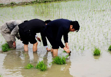 Bí thư Tỉnh ủy Hà Tĩnh xuống đồng cấy lúa ảnh 1