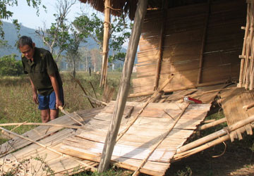 Cả thôn khổ vì… bò tót ảnh 1