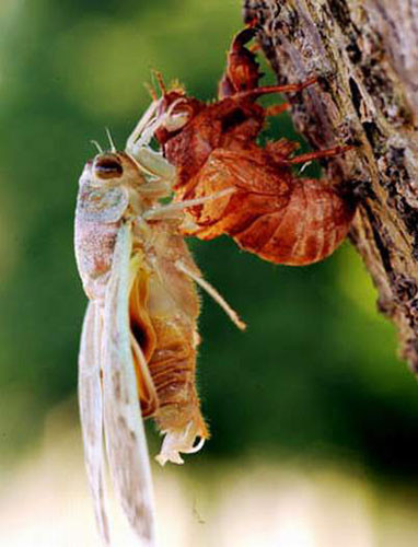 Đông y gọi thuốc từ xác ve sầu là thuyền thoái hay thuyền xác. Đông y gọi thuốc từ xác ve sầu là thuyền thoái hay thuyền xác.