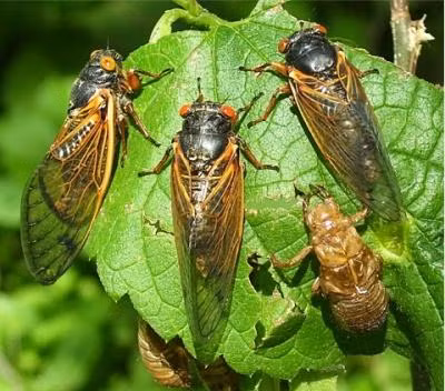 Ảnh minh họa Ảnh minh họa