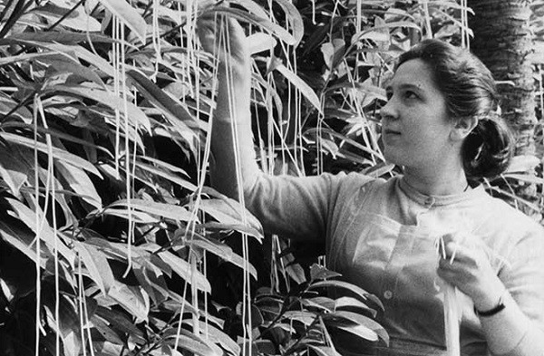 Những sợi mì spaghetti được thu hoạch từ trên cây. Những sợi mì spaghetti được thu hoạch từ trên cây.