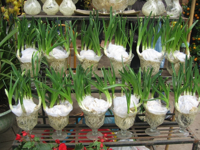 Để làm được một bình thủy tiên đẹp mặt đòi hỏi nhiều công sức, sự chăm chút kĩ lưỡng.