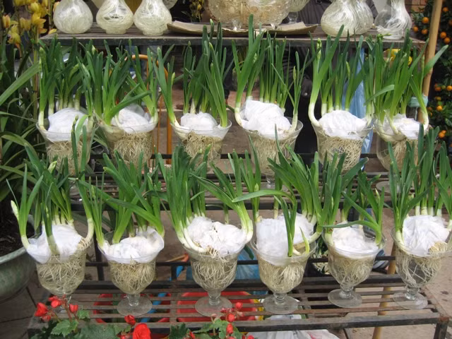 Để làm được một bình thủy tiên đẹp mặt đòi hỏi nhiều công sức, sự chăm chút kĩ lưỡng.