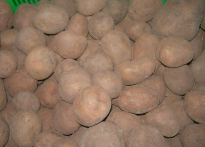 Khoai tây Trung Quốc được "áo" một lớp đất đỏ Đà Lạt để ngụy trang thành hàng nội. Khoai tây Trung Quốc được "áo" một lớp đất đỏ Đà Lạt để ngụy trang thành hàng nội.