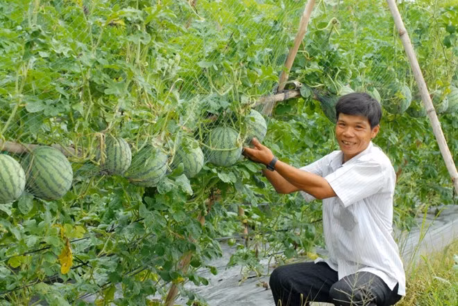 Năm nay là năm đầu tiên nhà vườn ở Tiền Giang đưa ra loại kiểng dưa hấu trong chậu có giá đỡ để phục vụ chưng tết
