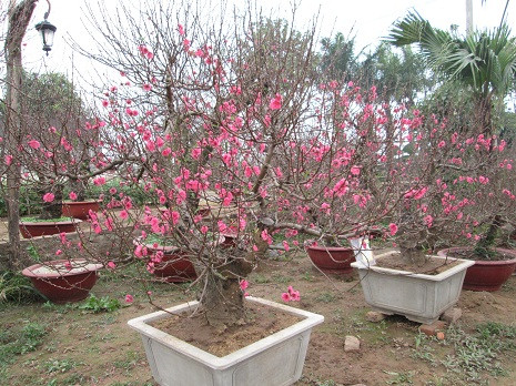 Những cây đào có giá trên chục triệu "cháy" hàng. (Ảnh: Phạm Liễu) Những cây đào có giá trên chục triệu "cháy" hàng. (Ảnh: Phạm Liễu)