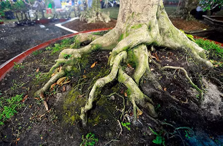 Một gốc mai khác với giá cho thuê 35 triệu đồng cho 7 ngày Tết cũng góp mặt ở Hội hoa xuân.