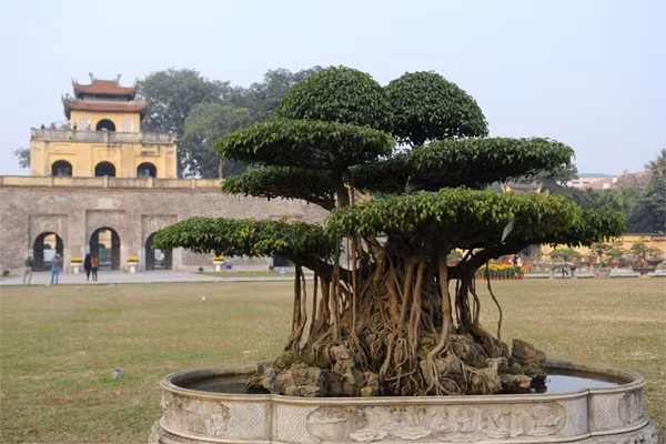 Tại Hoàng thành Thăng Long (Hà Nội), cây sanh của một chủ nhân người Thạch Thất (Hà Nội) này được định giá khoảng 5 tỷ đồng. (Ảnh Quý Đoàn)
