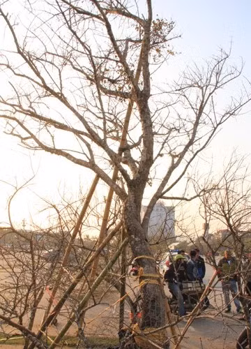 Chợ hoa xuân ở quảng trường Lam Sơn (phường Điện Biên, Tp. Thanh Hóa), một cây đào có chiều cao khoảng gần 10m, tán rộng chừng 15m, chu vi thân chỗ lớn nhất gần 80cm đang được bày bán ở chợ hoa xuân xứ Thanh với giá 100 triệu đồng.