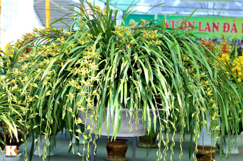 Cây địa lan Sapa có giá 70 triệu đồng. Theo chủ cửa hàng bán lan trên đường Láng Hạ (Hà Nội) cho biết: "Đây là một chậu địa lan Sapa đẹp và có giá trị nhất tại Hà Nội trong dịp tết năm nay".