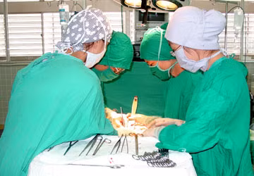 Một ca nối “của quý” tại BV Chợ Rẫy. Ảnh: CTV