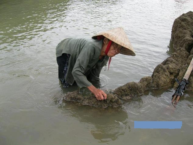 "Thương mẹ" là lời tựa cho bức hình. Hình ảnh người mẹ tầm tảo kiếm sống nhận được sự đồng cảm từ phía thành viên mạng xã hội với trên 5.000 lượt like. "Thương mẹ" là lời tựa cho bức hình. Hình ảnh người mẹ tầm tảo kiếm sống nhận được sự đồng cảm từ phía thành viên mạng xã hội với trên 5.000 lượt like.