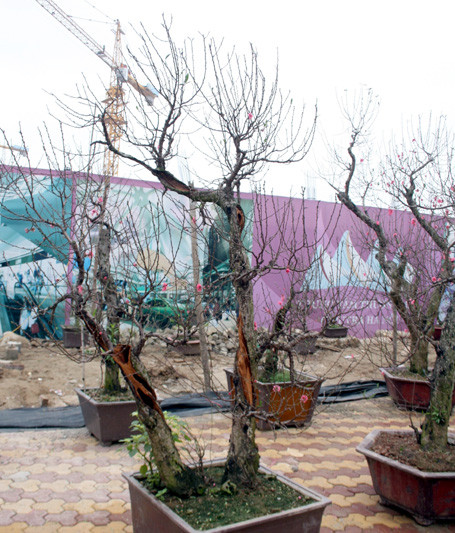 Theo ông chủ Tư Khương, do chăm sóc những gốc đào "độc" này rất khó nên đa phần người chơi chỉ thuê chứ không mua đứt. Theo ông chủ Tư Khương, do chăm sóc những gốc đào "độc" này rất khó nên đa phần người chơi chỉ thuê chứ không mua đứt.