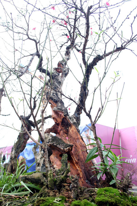 Qua thời gian, thân của đào đã bị mục gần hết nhưng dưới bàn tay của người chăm sóc vẫn đơm hoa rực rỡ. Qua thời gian, thân của đào đã bị mục gần hết nhưng dưới bàn tay của người chăm sóc vẫn đơm hoa rực rỡ.