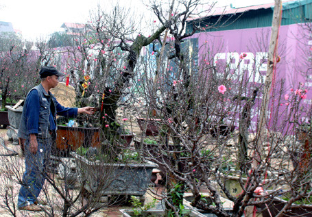 Ông chủ chăm chút cho từng gốc đào. Ông chủ chăm chút cho từng gốc đào.