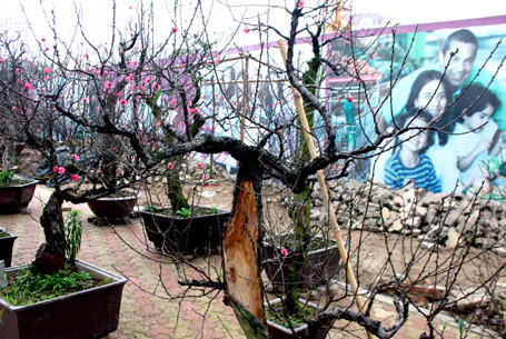 Bị sâu, mối đục khoét tưởng như những gốc đào này sắp trở thành củi khô... Bị sâu, mối đục khoét tưởng như những gốc đào này sắp trở thành củi khô...