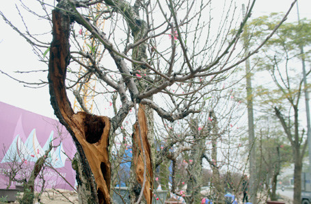 ... thế nhưng nó vẫn ra hoa đón Tết. ... thế nhưng nó vẫn ra hoa đón Tết.