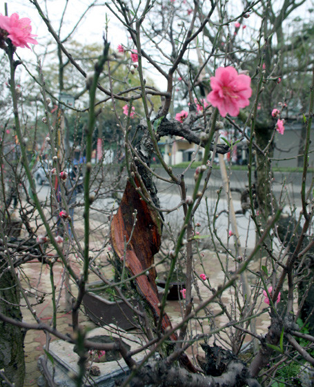 Qua thời gian, thân của đào đã bị mục gần hết nhưng dưới bàn tay của người chăm sóc vẫn đơm hoa rực rỡ. Qua thời gian, thân của đào đã bị mục gần hết nhưng dưới bàn tay của người chăm sóc vẫn đơm hoa rực rỡ.