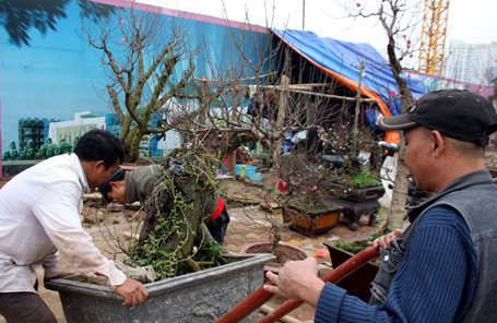 Những gốc đào thế được đem ra bày bán trên đường Lạc Long Quân. Những gốc đào thế được đem ra bày bán trên đường Lạc Long Quân.