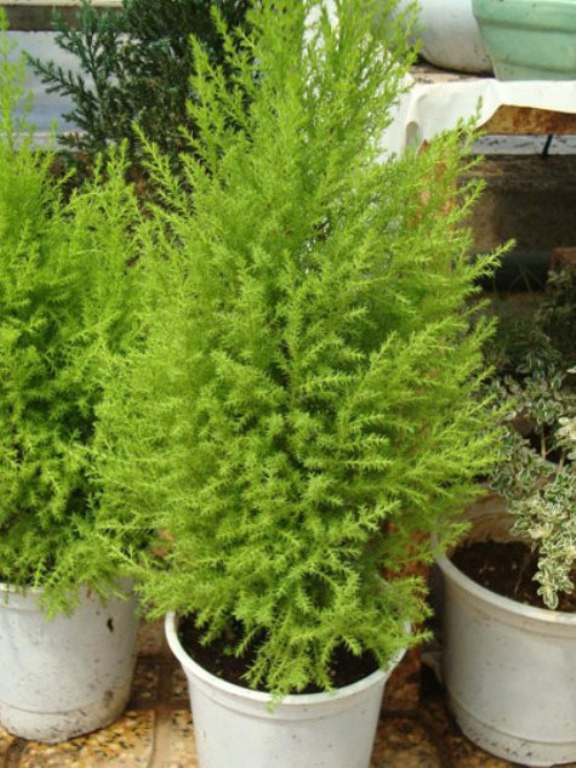 5. Các loại tùng bách: Mùi hương của những loại này có tác dụng kích thích dạ dày và đường ruột rất mạnh, chúng không những làm ảnh hưởng đến việc ăn uống mà còn có thể làm cho phụ nữ đang mang thai cảm thấy tâm phiền, ý loạn, tức ngực, buồn nôn.