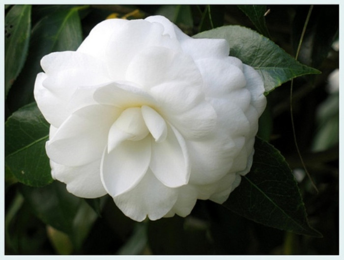 9. Hoa dạ hương: Ban đêm loài hoa này sẽ phát tán rất nhiều các hạt nhỏ có tác dụng kích thích khứu giác, nếu ngửi quá nhiều, quá lâu thì sẽ làm cho những người bị cao huyết áp và người bị bệnh tim cảm thấy chóng mặt, hoa mắt, khó chịu, thậm chí có thể làm cho bệnh tình trở nên nghiêm trọng hơn.