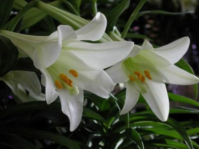 6. Hoa bách hợp: Có thể hút được những chất hóa học bốc hơi nhưng mùi thơm của nó khiến thần kinh trung tâm hưng phấn quá độ, gây nên chứng mất ngủ.