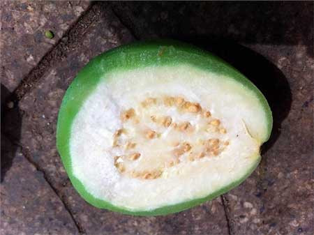 Khi bổ đôi, ngoài lớp vỏ khác thường còn bên trong giống quả ổi. Khi bổ đôi, ngoài lớp vỏ khác thường còn bên trong giống quả ổi.