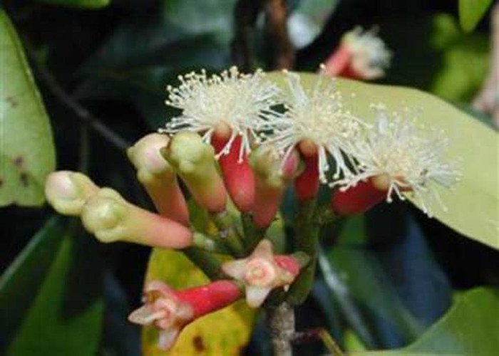 1. Đinh hương: Đinh hương có tính chất gây mê và chống viêm, giúp làm giảm bớt đau đớn vài giờ. Chỉ cần đặt một cây đinh hương trong miệng và ngậm từ 5 đến 10 phút sẽ làm giảm đau nhanh chóng. Hoặc bạn dùng tinh dầu của nụ hoa đinh hương trong đó có chứa eugenul, hoạt động như một chất anesthetic có khả năng diệt khuẩn khá hiệu quả. Khi mới bôi tinh lên răng bị sâu, nó làm bạn có cảm giác ngứa như ong đốt, nhưng cơn đau răng sẽ hết liền ngay sau đó.