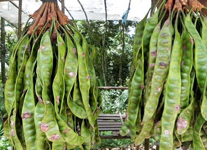 3. Bồ kết: Bạn hãy dùng một quả bồ kết khô, nướng cho hơi cháy vỏ ngoài, nghiền nhỏ cùng với diêm sinh lấy từ 10 đầu que diêm( chú ý: không bỏ hạt). Sau đó, ngâm hỗn hợp này với rượu trắng cho thật đặc trong 2-3 ngày. Nếu bạn cần dùng ngay, hãy đun hỗn hợp trên trong vài phút. Sau đó, ngậm hỗn hợp này ngày 2 – 3 lần vào chỗ răng bị đau, mỗi lần 10 – 15 phút rồi nhổ đi. Cách làm này sẽ làm giảm dịu cơn đau của bạn.