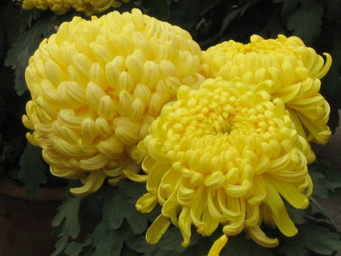 2. Hoa cúc vàng: Hoa cúc vàng có tác dụng làm giảm các triệu chứng đau răng. Bạn lấy một ít hoa rửa sạch, đặt trực tiếp vào chỗ răng bị đau, cắn nhẹ dần dần. Sau vài phút, cơn đau nhức giảm dần. Hoặc bạn có thể lấy cụm hoa phơi khô, giã nhỏ, rồi ngâm vào rượu trắng trong vài giờ (để càng lâu càng tốt). Khi dùng, nhấp một ít rượu thuốc này, ngậm vào chỗ đau, không nuốt. Ngày làm 2 – 3 lần.