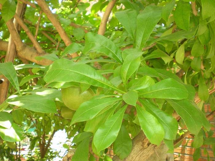 Bài 9: Bài thuốc dân gian thường dùng lá tiết dê 20g, lá bạc thau 8g, lá rau bát 15g, lá bồ ngót 20g, lá quỳnh châu 10g, lá đào tiên 5g, lá diếp cá 20g, lá mặt trăng 10g, bông mã đề 15g, lá dâm bụt 5g, rau má 20g. Tất cả rửa sạch rồi vò trong một lít nước, đun sôi nước đó lên, lọc bã, để nguội dùng làm nước uống, bã xoa khắp người. Mỗi ngày dùng một thang trong 3-4 ngày liên tục. Bài 9: Bài thuốc dân gian thường dùng lá tiết dê 20g, lá bạc thau 8g, lá rau bát 15g, lá bồ ngót 20g, lá quỳnh châu 10g, lá đào tiên 5g, lá diếp cá 20g, lá mặt trăng 10g, bông mã đề 15g, lá dâm bụt 5g, rau má 20g. Tất cả rửa sạch rồi vò trong một lít nước, đun sôi nước đó lên, lọc bã, để nguội dùng làm nước uống, bã xoa khắp người. Mỗi ngày dùng một thang trong 3-4 ngày liên tục.