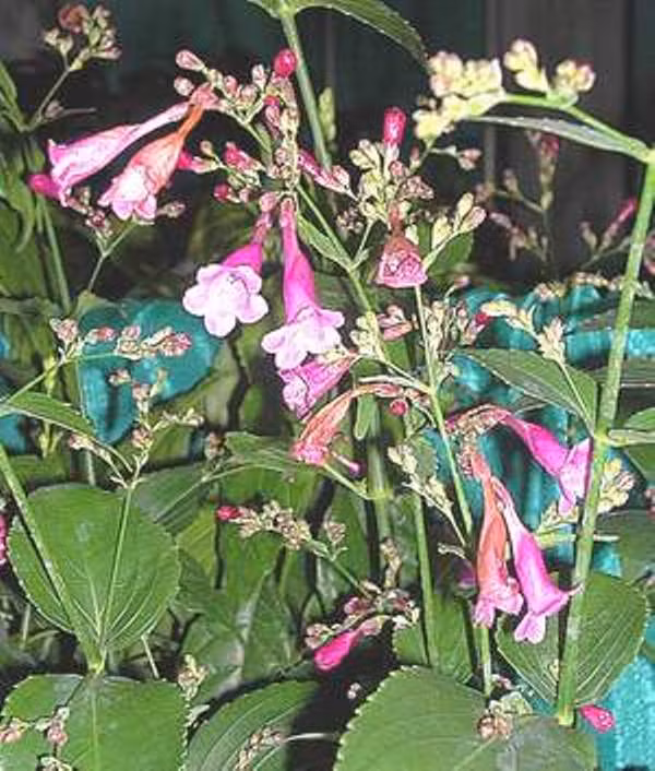 Bài 7: Trường hợp nốt đậu mọc nhiều, vỡ loét, ngứa ngáy dùng mộc thông 3g, sinh địa hoàng 6g, hoạt thạch 4g, rễ chàm mèo 6g, liên kiều 5g, chi tử sao 5g, cam thảo 2g. Sắc uống ngày một thang.