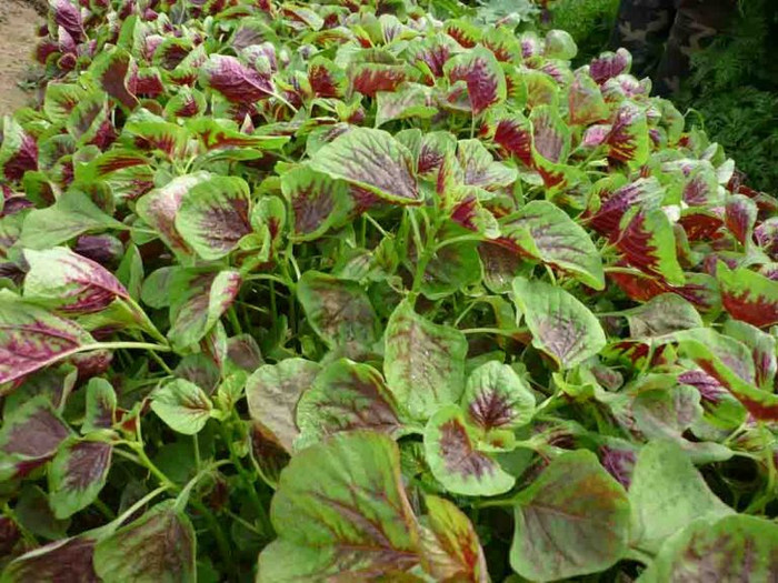 13. Rửa sạch lá rau dền, sau đó giã thật nhuyễn, ép lấy nước. Bạn thoa đều nước ép lá rau dền lên tóc từ gốc đến ngọn, ủ trong khoảng 10 – 15 phút, gội sạch. Cách này giúp giữ lại sắc tố cho tóc, đồng thời giúp tóc khỏe mạnh và mềm mại. 13. Rửa sạch lá rau dền, sau đó giã thật nhuyễn, ép lấy nước. Bạn thoa đều nước ép lá rau dền lên tóc từ gốc đến ngọn, ủ trong khoảng 10 – 15 phút, gội sạch. Cách này giúp giữ lại sắc tố cho tóc, đồng thời giúp tóc khỏe mạnh và mềm mại.