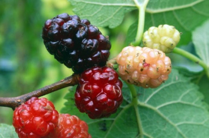 1. Quả dâu tằm chín. Dùng trái dâu tằm, cứ một lớp dâu tằm thì cho một lớp đường, đem ủ trong 20 ngày, lấy ra đem ngâm trong rượu nếp 40 độ trong 2 tháng. Dùng nước ngâm ra đó để dùng, mỗi ngày dùng một cốc 50 ml trước bữa ăn. 1. Quả dâu tằm chín. Dùng trái dâu tằm, cứ một lớp dâu tằm thì cho một lớp đường, đem ủ trong 20 ngày, lấy ra đem ngâm trong rượu nếp 40 độ trong 2 tháng. Dùng nước ngâm ra đó để dùng, mỗi ngày dùng một cốc 50 ml trước bữa ăn.