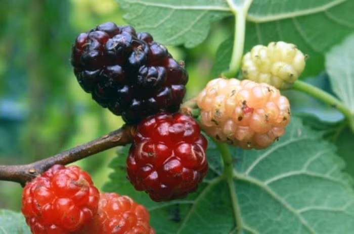 1. Quả dâu tằm chín. Dùng trái dâu tằm, cứ một lớp dâu tằm thì cho một lớp đường, đem ủ trong 20 ngày, lấy ra đem ngâm trong rượu nếp 40 độ trong 2 tháng. Dùng nước ngâm ra đó để dùng, mỗi ngày dùng một cốc 50 ml trước bữa ăn.