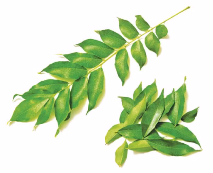 12. Xay nhuyễn lá cà ri rồi bôi lên tóc, hoặc trộn với sữa gầy thành hỗn hợp để thoa lên tóc. Cách khác: luộc lá cà ri trong dầu dừa rồi nước đó gội đầu. Lá cà ri có bán ở các tiệm thuốc đông y, hoặc ngoài chợ.