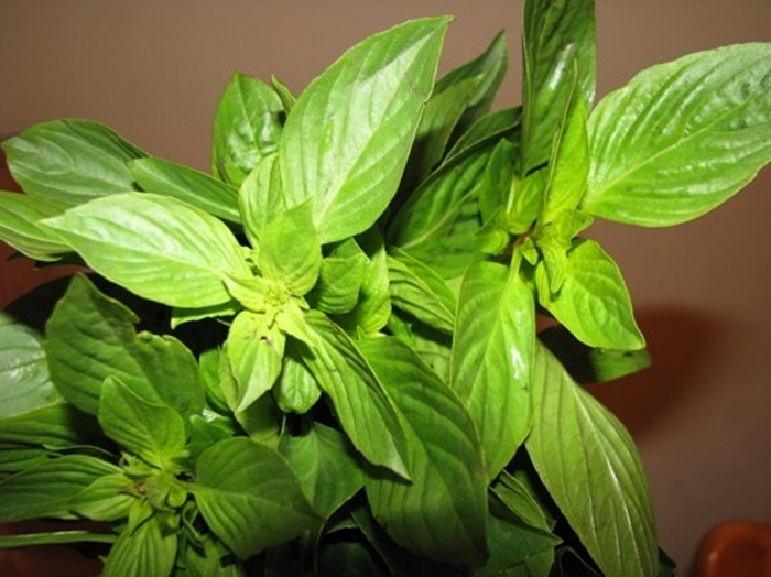 4. Lá húng chó: Nhai 5 đến 6 lá rau húng nhấp vài ngụm nước lạnh. Mỗi ngày 5-6 lần. 4. Lá húng chó: Nhai 5 đến 6 lá rau húng nhấp vài ngụm nước lạnh. Mỗi ngày 5-6 lần.