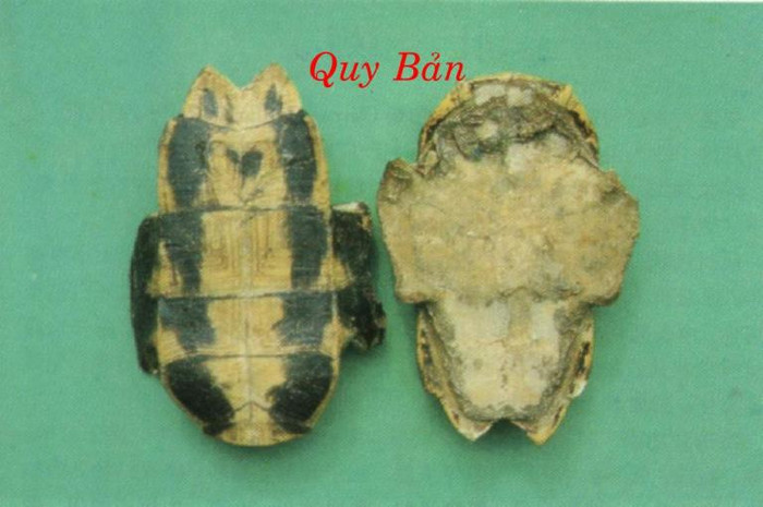 13. Ô tặc cốt 15g, quy bản 15g, tây thảo 5g. Tất cả sắc kỹ lấy nước, bỏ bã rồi hòa với một chút đường đỏ chia uống vài lần. Hay quy bản 15g, cốt toái bổ 15g, đẳng sâm 10g. Tất cả đem sắc kỹ trong 1 giờ rồi lọc lấy nước, hòa với một chút đường đỏ chia uống vài lần. 13. Ô tặc cốt 15g, quy bản 15g, tây thảo 5g. Tất cả sắc kỹ lấy nước, bỏ bã rồi hòa với một chút đường đỏ chia uống vài lần. Hay quy bản 15g, cốt toái bổ 15g, đẳng sâm 10g. Tất cả đem sắc kỹ trong 1 giờ rồi lọc lấy nước, hòa với một chút đường đỏ chia uống vài lần.