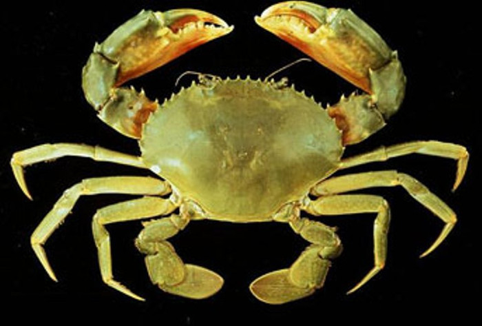 1. Bột chân cua: Chân cua 300g, hạt sen 50g, đậu xanh 50g. Chọn lấy chân của những con cua khỏe, rửa sạch sấy khô tán thành một mịn. Hạt sen, đậu xanh đều tán thành bột. Các thứ trên trộn đều với nhau. Mỗi lần ăn dùng 1 thìa cà phê bột chân cua hòa vào nước cơm đặc hoặc nước cháo loãng, có thể thêm đường hay muối để ăn cho vừa miệng. Ngày ăn 2 lần, cần ăn liền 15 – 20 ngày. 1. Bột chân cua: Chân cua 300g, hạt sen 50g, đậu xanh 50g. Chọn lấy chân của những con cua khỏe, rửa sạch sấy khô tán thành một mịn. Hạt sen, đậu xanh đều tán thành bột. Các thứ trên trộn đều với nhau. Mỗi lần ăn dùng 1 thìa cà phê bột chân cua hòa vào nước cơm đặc hoặc nước cháo loãng, có thể thêm đường hay muối để ăn cho vừa miệng. Ngày ăn 2 lần, cần ăn liền 15 – 20 ngày.