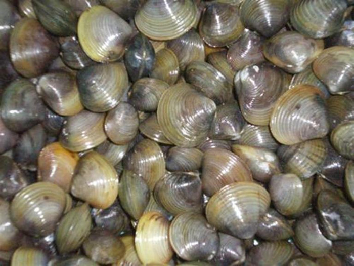 8. Hến: Hến 10 con rửa sạch, đánh đều với 1 quả trứng gà rồi hấp cách thủy, ăn nóng. 8. Hến: Hến 10 con rửa sạch, đánh đều với 1 quả trứng gà rồi hấp cách thủy, ăn nóng.