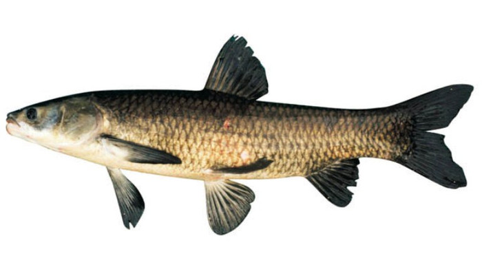 6. Cá trắm đen: Cá trắm đen 1 con, làm sạch, chú ý bỏ mật, rồi cắt khúc, xào qua với gừng, hành và một chút dầu thực vật, rồi đổ nước hầm nhừ, chia ăn nhiều lần trong ngày. 6. Cá trắm đen: Cá trắm đen 1 con, làm sạch, chú ý bỏ mật, rồi cắt khúc, xào qua với gừng, hành và một chút dầu thực vật, rồi đổ nước hầm nhừ, chia ăn nhiều lần trong ngày.