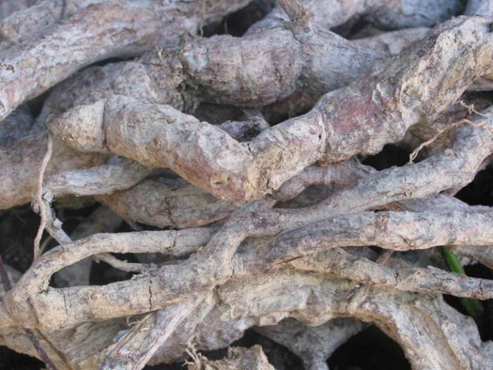 12. Hà thủ ô 100g, ngưu tất 100g ngâm với rượu trắng trong 7 ngày rồi lấy ra phơi khô, sao thơm tán bột, đựng trong lọ kín dùng dần. Mỗi lần lấy 5 quả đại táo, khía dọc bỏ hột rồi cho bột thuốc vào trong, đem hấp cách thủy cho chín rồi ăn trong ngày. 12. Hà thủ ô 100g, ngưu tất 100g ngâm với rượu trắng trong 7 ngày rồi lấy ra phơi khô, sao thơm tán bột, đựng trong lọ kín dùng dần. Mỗi lần lấy 5 quả đại táo, khía dọc bỏ hột rồi cho bột thuốc vào trong, đem hấp cách thủy cho chín rồi ăn trong ngày.