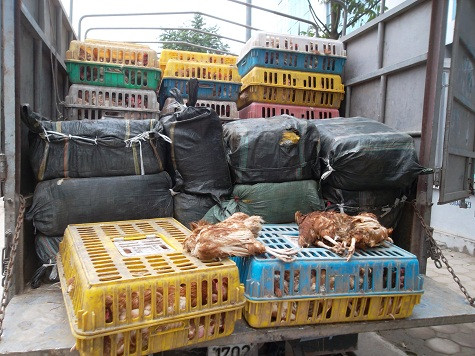 96 lồng gà với khối lượng khoảng 3 tấn.