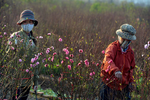 Ảnh minh họa. Ảnh minh họa.