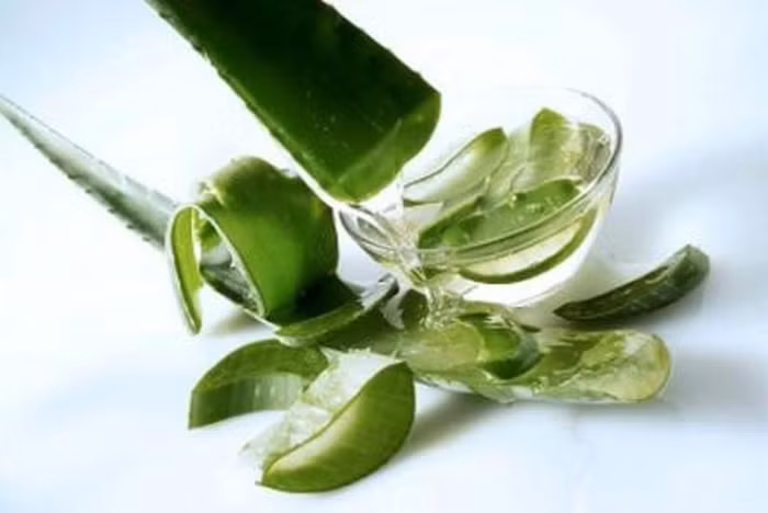 2. Lô hội: Lấy nhựa của cây lô hội (nha đam) bôi lên môi.