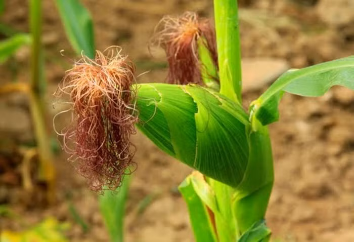 5. Rễ cỏ tranh, râu ngô, bông mã đề, củ sả, đậu đen, lượng bằng nhau, tất cả rửa sạch, phơi khô, sắc uống ngày 2 – 3 lần. Dùng trong 1 tuần.