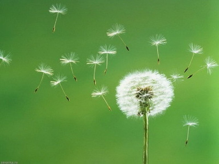 9. Bồ công anh, mã đề, rau má, râu ngô, cam thảo dây, mía dò, rễ cỏ tranh, lượng bằng nhau, sắc uống ngày 2 – 3 lần. Dùng trong 1 tuần. 9. Bồ công anh, mã đề, rau má, râu ngô, cam thảo dây, mía dò, rễ cỏ tranh, lượng bằng nhau, sắc uống ngày 2 – 3 lần. Dùng trong 1 tuần.