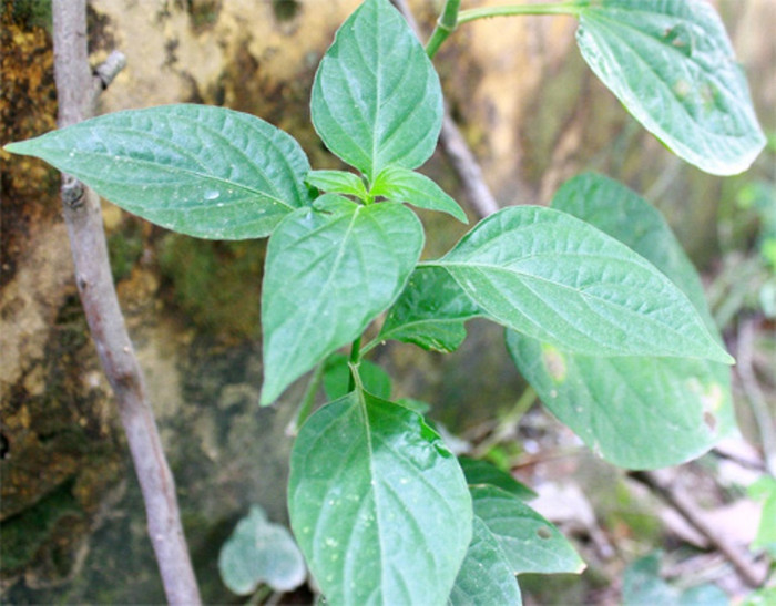 6. Lá mảnh cộng tươi rửa sạch, đem xay hoặc giã nhỏ vắt lấy nước cho uống 2 lần sau bữa ăn, mỗi lần một bát con. 6. Lá mảnh cộng tươi rửa sạch, đem xay hoặc giã nhỏ vắt lấy nước cho uống 2 lần sau bữa ăn, mỗi lần một bát con.