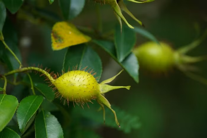 13. Kim anh tử 1,5kg, đường trắng vừa đủ dùng. Cách chế: Kim anh tử rửa sạch, nấu thành cao, cho thêm đường trắng, trộn đều, chữa chứng tiểu rắt ở trẻ em. Mỗi lần uống 1 thìa canh, ngày 2 lần. Bài 10: Lá bìm bìm, lá mảnh cộng, dùng tươi, lượng bằng nhau 50g, săc uống. Dùng 7 – 10 ngày.