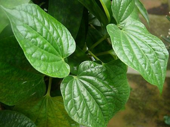 15. Uống hỗn hợp nước cốt trầu không pha chung với sữa loãng, 1 chút đường sẽ giúp chấm dứt được tình trạng đái giắt. 15. Uống hỗn hợp nước cốt trầu không pha chung với sữa loãng, 1 chút đường sẽ giúp chấm dứt được tình trạng đái giắt.